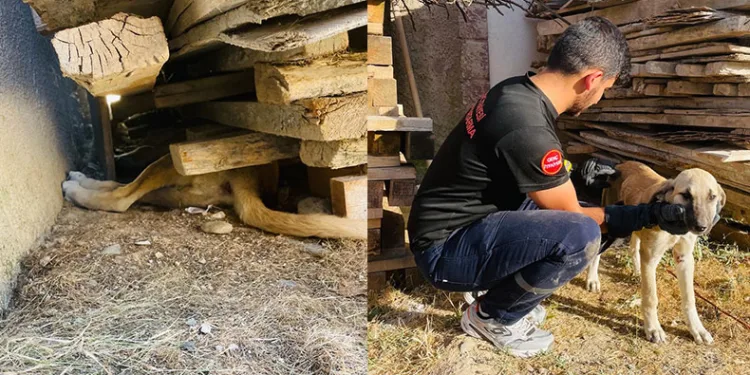 Tahtaların altına sıkışan yavru köpeği itfaiye ekipleri kurtardı