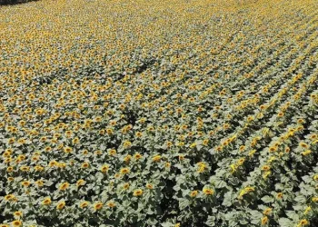 Tarımın görünmeyen kahramanı Samsun