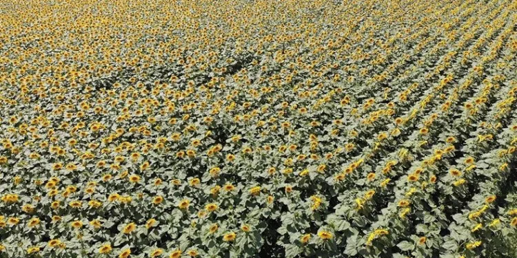 Tarımın görünmeyen kahramanı Samsun