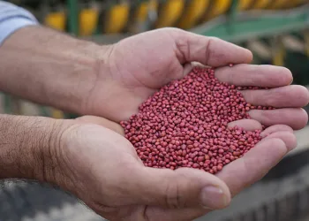 Sorgum hayvanların süt verimini artırıyor