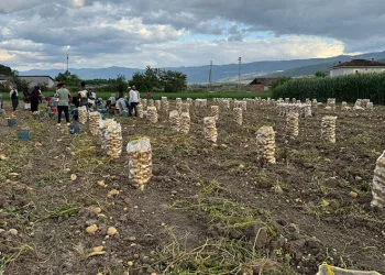 Niksar’da yerli patates hasadı yapıldı