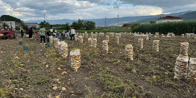 Niksar’da yerli patates hasadı yapıldı