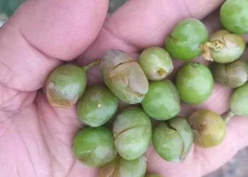 Dolu yağışı tarım ürünlerine zarar verdi