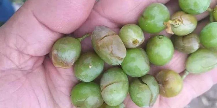 Dolu yağışı tarım ürünlerine zarar verdi