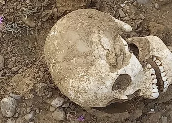 Yol ortasında insan kafatası bulundu