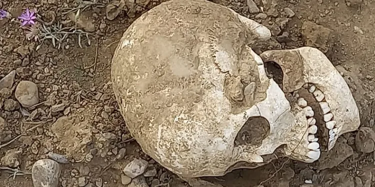 Yol ortasında insan kafatası bulundu