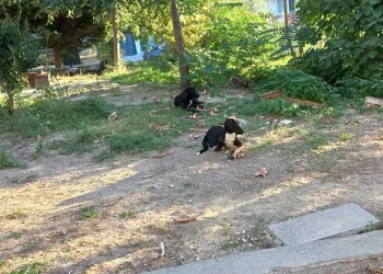 Beylikdüzü’nde köpekler kadına saldırdı
