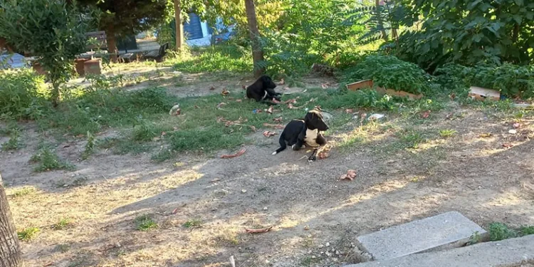 Beylikdüzü’nde köpekler kadına saldırdı