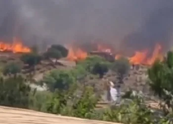 Dikili’de orman yangını