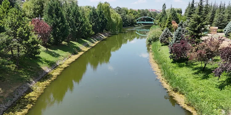 Porsuk Çayı yosun tuttu
