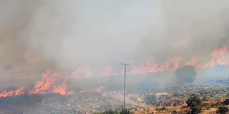 Urla ve Çeşme’de orman yangını