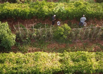 Tropikal ‘aşk meyvesi’ üreticisini sevindirdi