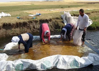 Buğdayın tarladan değirmene yolculuğu