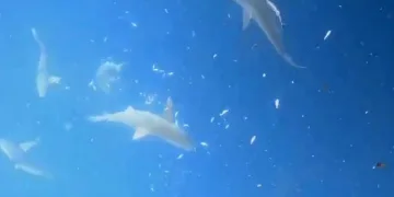 Köpek balığı sürüsüyle burun buruna