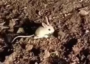 Elazığ’da kırmızı listede yer alan Arap tavşanı görüntülendi