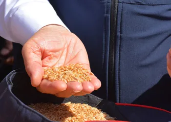 Bakan Yumaklı, yerli buğday tohumlarının hasadına katıldı