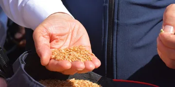 Bakan Yumaklı, yerli buğday tohumlarının hasadına katıldı