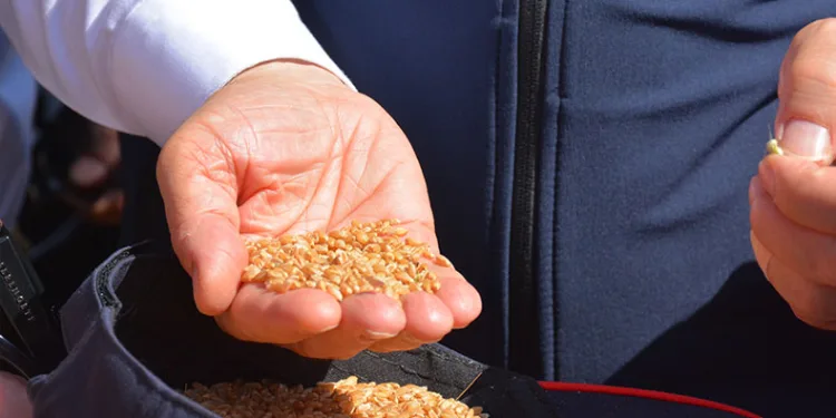 Bakan Yumaklı, yerli buğday tohumlarının hasadına katıldı