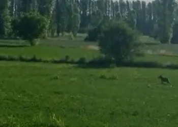 Karayoluna inen 2 kurt görüntülendi