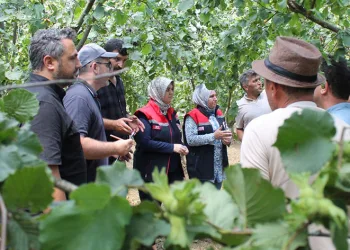 Fındıkta rekolte çalışması yapılıyor
