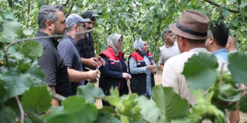 Fındıkta rekolte çalışması yapılıyor