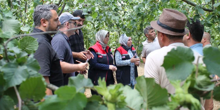 Fındıkta rekolte çalışması yapılıyor