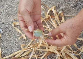 Kum zambaklar küresel ısınma kurbanı oldu