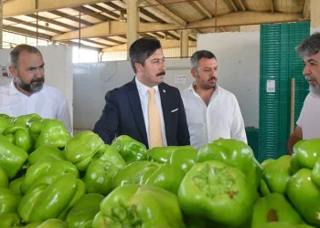 Yenişehir biberinin değeri arttırılacak