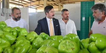 Yenişehir biberinin değeri arttırılacak