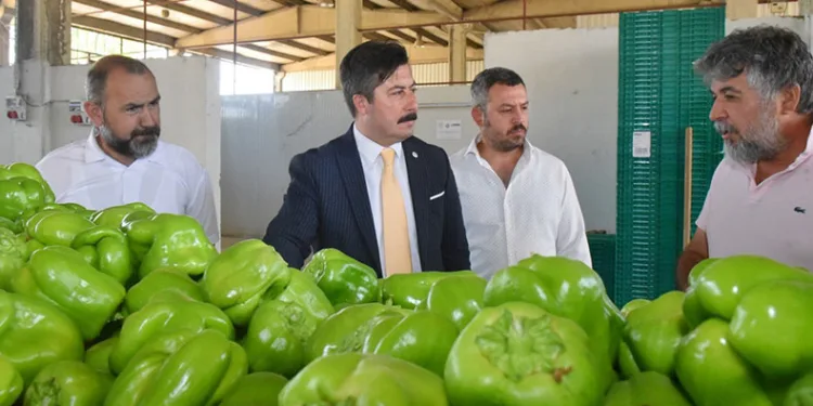 Yenişehir biberinin değeri arttırılacak