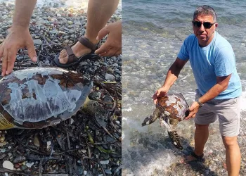Yavru Deniz kaplumbağa ölüsü kıyıya vurdu