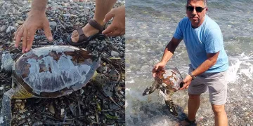 Yavru Deniz kaplumbağa ölüsü kıyıya vurdu