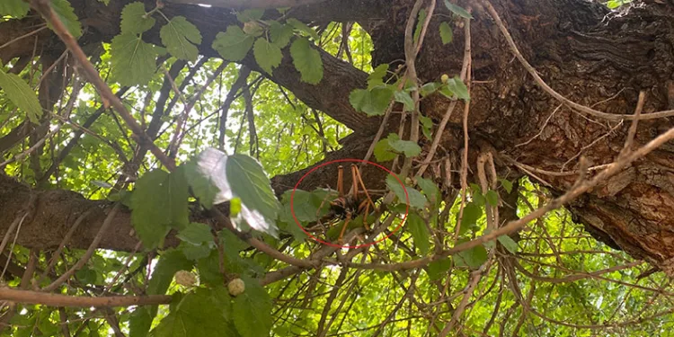 Diyarbakır’da dev etçil çekirge ağaçta böyle görüntülendi