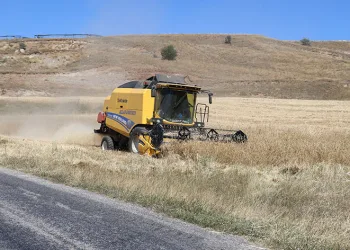 Türkiye’nin tahıl ambarında hasat erken başladı