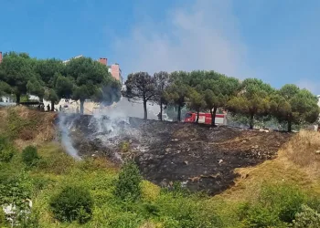 Sinop’ta ot yangını: Çam ağaçları zarar gördü