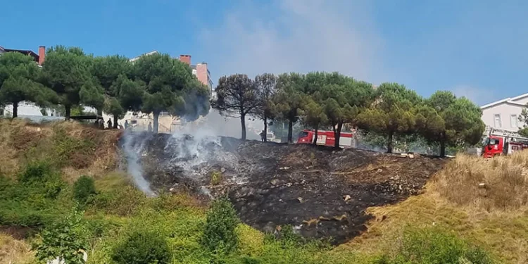Sinop’ta ot yangını: Çam ağaçları zarar gördü