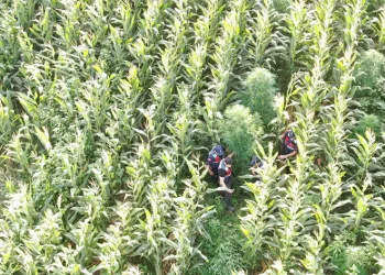 Mısır yerine esrar dikmiş