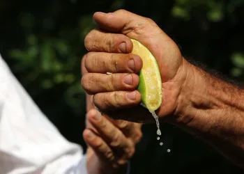 Mayer limonların kalitesinde büyük risk