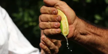 Mayer limonların kalitesinde büyük risk