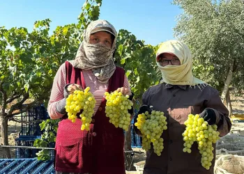 Manisa’da erkence üzümde hasat başladı