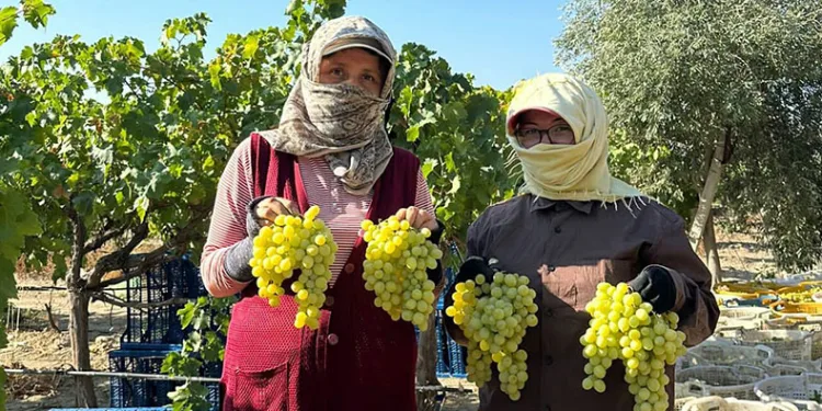 Manisa’da erkence üzümde hasat başladı
