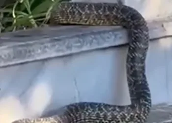 Mezarlıktaki yılan görenleri hayrete düşürdü