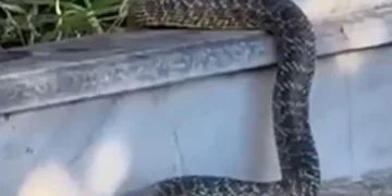 Mezarlıktaki yılan görenleri hayrete düşürdü