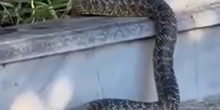 Mezarlıktaki yılan görenleri hayrete düşürdü