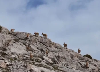 Dağ keçileri havadan görüntülendi