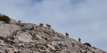 Dağ keçileri havadan görüntülendi