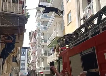 Bu kedi dokuz canlı