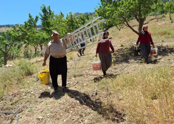 Sıcak hava kiraz hasadını erken tamamlattı