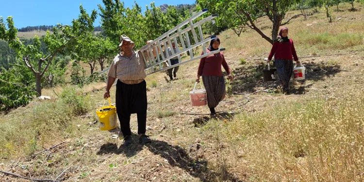 Sıcak hava kiraz hasadını erken tamamlattı