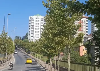 İklim krizine karşı 40 bin ağaç toprakla buluştu